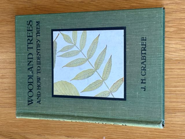 Woodland Trees and How To Identify Them