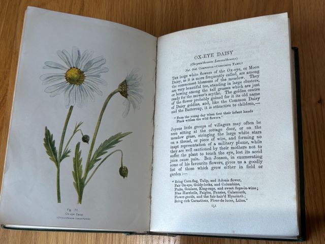 British Wild Flowers in their Natural Colours and Form