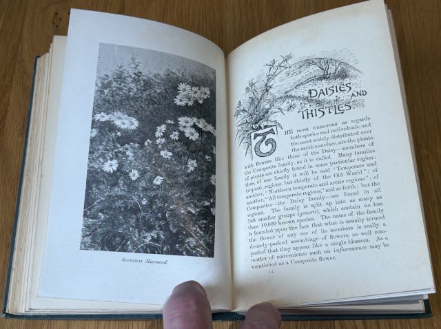 The Romance of Wild Flowers